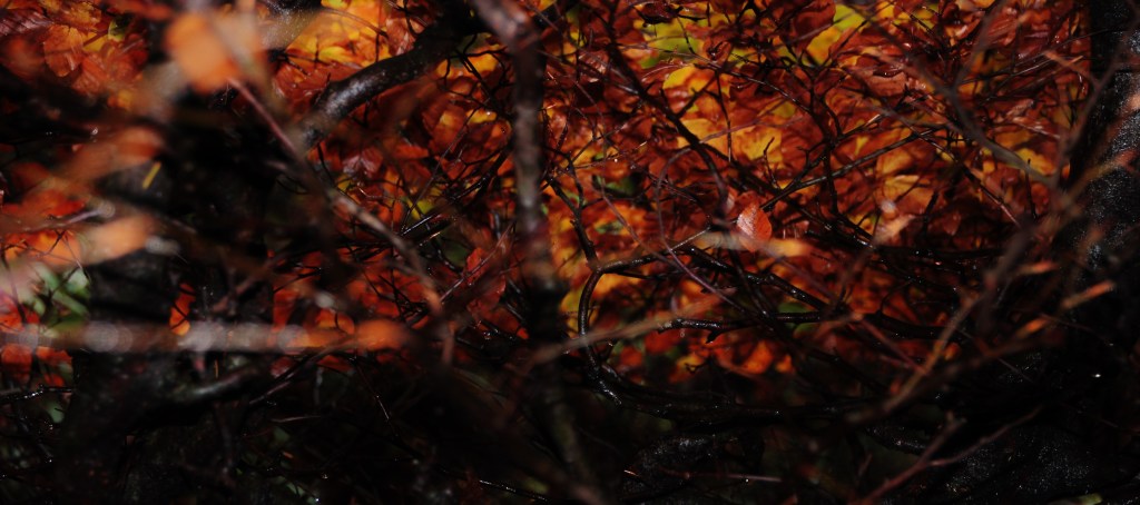 akzente 076 - Kopie (2)