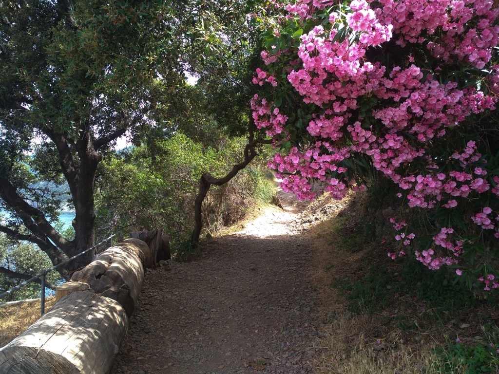 Die einzigen, die sich über die Hitze freuen sind die&nbsp;Oleander