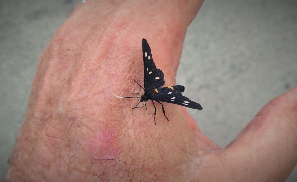 Wer landet hier auf meiner&nbsp;Hand?