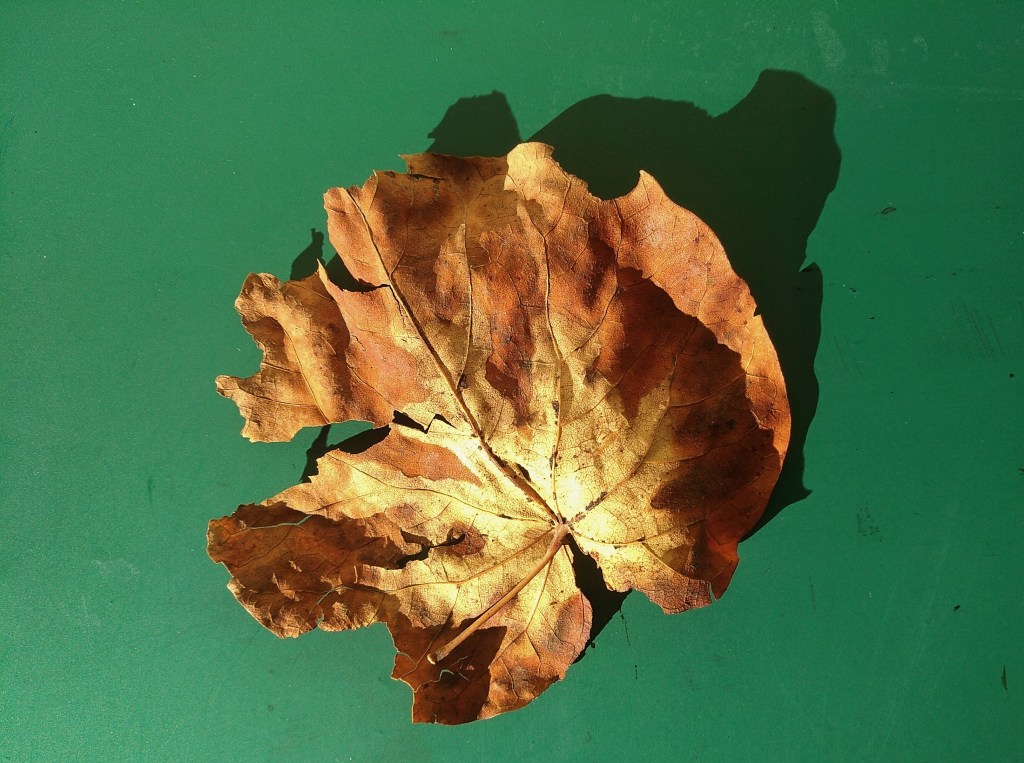 Camminata – autunno