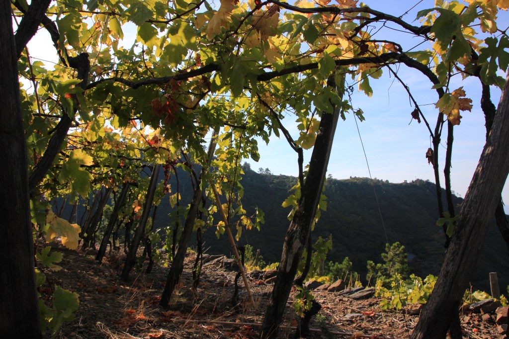 Herbst in den Weingärten der Cinque&nbsp;Terre