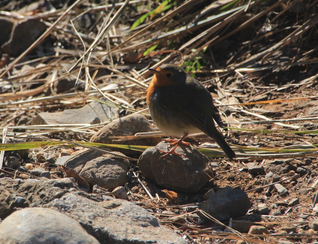 Ich habe einen Freund&nbsp;gefunden