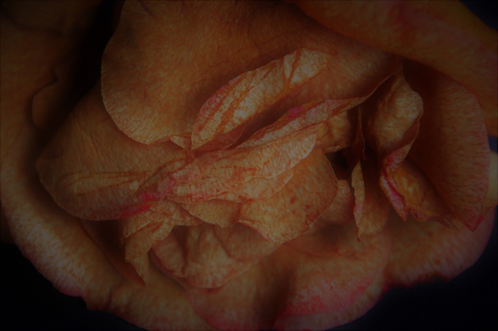 Nachdem uns die Kamelie schon im Winter mit leuchtenden Blüten erfreut, so zeigt sich noch im Absterben die Schönheit der „camellia&nbsp;japonica“