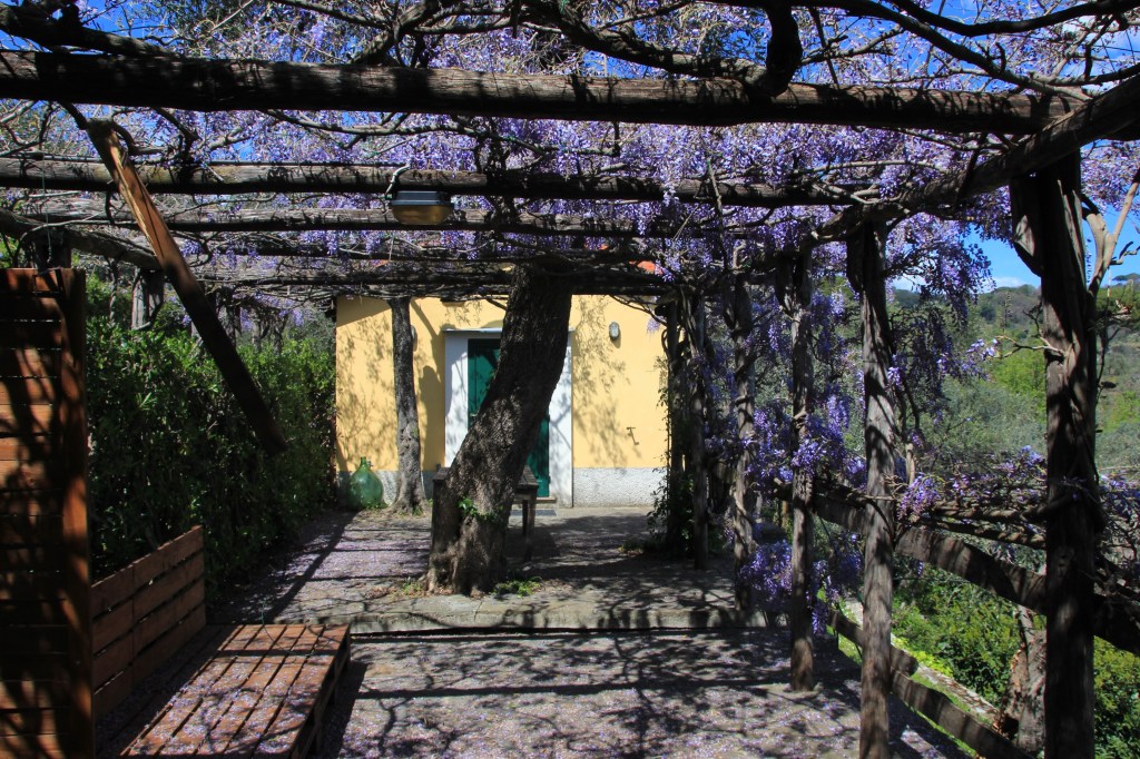 Blauregen / Wisteria und schattige&nbsp;Gärten