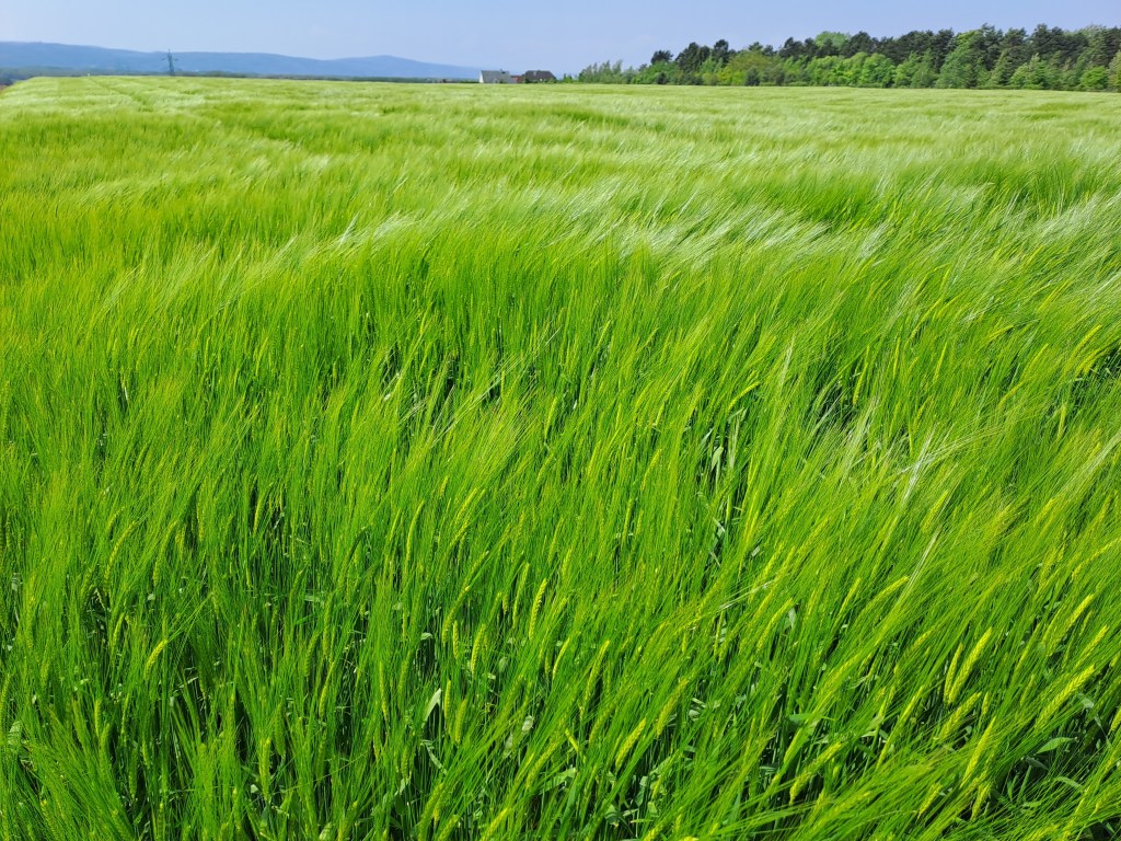Neue, ganz andere Wellen. In einer Landschaft, wo ich mein neues Nest bauen&nbsp;werde.