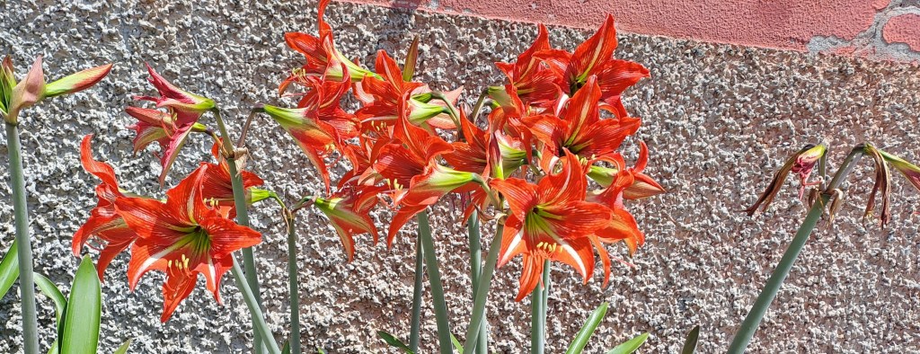 Feuerfarbe – rosssssssssso