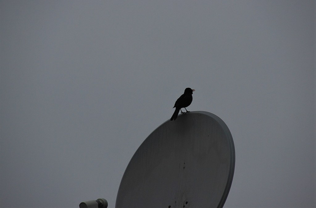 Ein Regentag und die Amsel singt!&nbsp;Meraviglioso!
