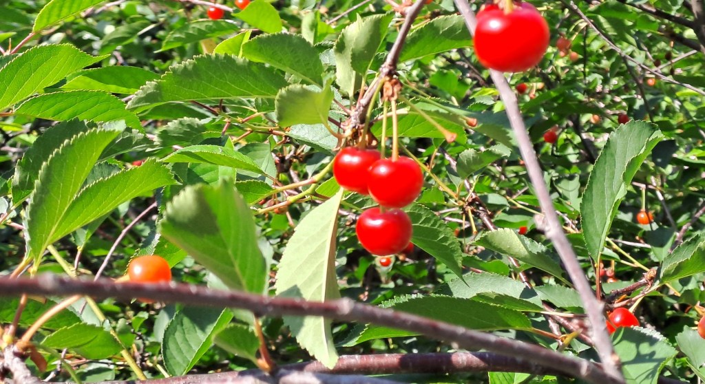 Due passi la domenica – Spaziergang am&nbsp;Sonntag