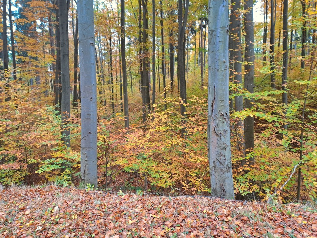 Herbst. Ganz still im&nbsp;Wienerwald