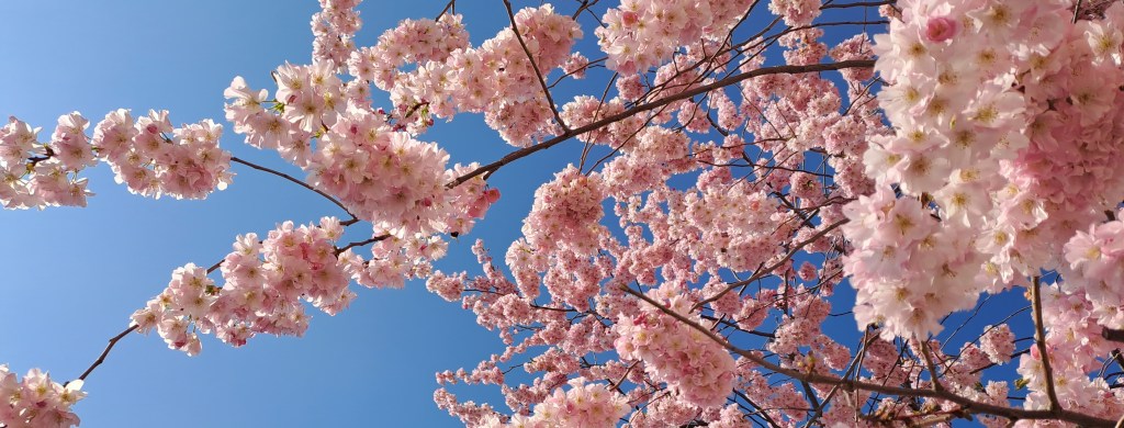 Was für eine Wucht! – rose paint&nbsp;color