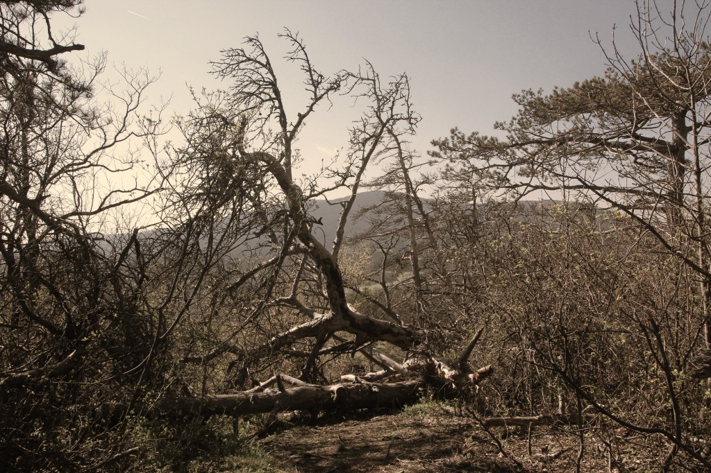 Eine Fotowanderung in SEPIA