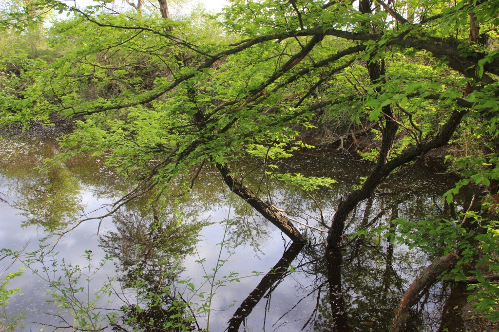 Ein Feuchtgebiet wo der Biber&nbsp;wohnt